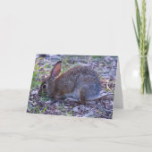 Carte Cottontail d'Audubon (Devant)