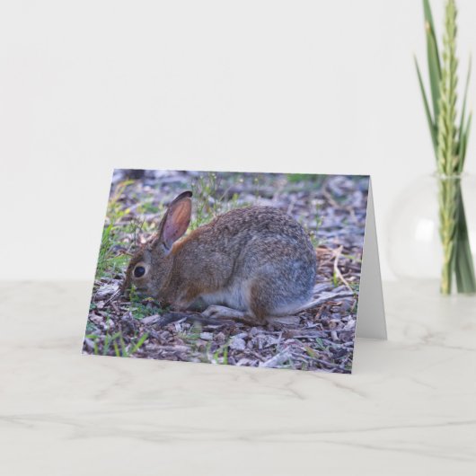 Carte Cottontail d'Audubon (Devant)
