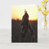 Carte Coucher de soja (Fleur jaune)