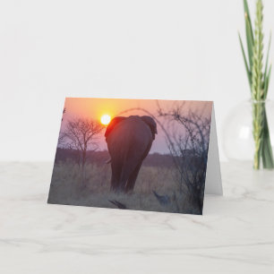 Carte Coucher de soleil sur l'éléphant africain