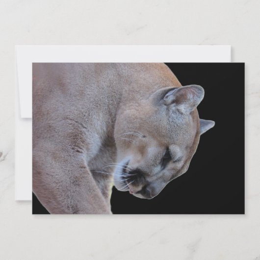 Carte Cougar / Florida Panther / Puma Flat Card (Devant)