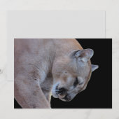 Carte Cougar / Florida Panther / Puma Flat Card (Devant / Derrière)