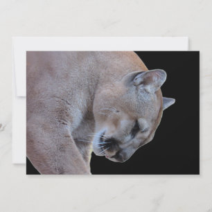 Carte Cougar / Florida Panther / Puma Flat Card