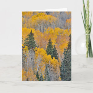 Carte Couleurs d'automne sur les bosquets de trembles