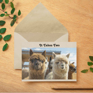 Carte Couple d'alpacas aux cheveux bouclés blancs et bru