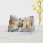 Carte Couple de cerfs | Cerf mulet (Fleur jaune)