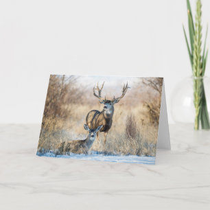 Carte Couple de cerfs Cerf mulet