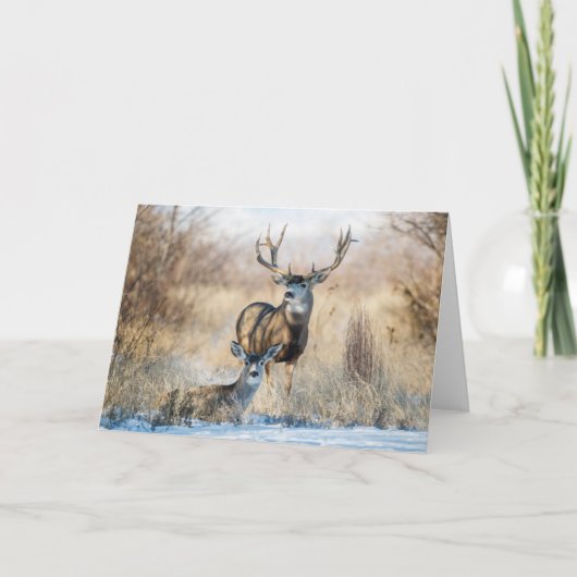 Carte Couple de cerfs | Cerf mulet (Devant)
