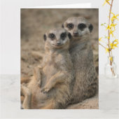 Carte Couple de suricates (Fleur jaune)