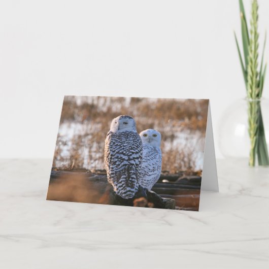 Carte Couples de hibou de Milou (Devant)