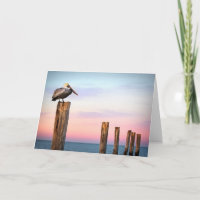 Courriers et une plage du pélican | Fort Myers, la