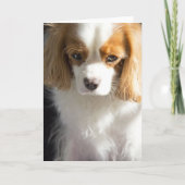 Carte Couverture pour amateur de Cavalier King Charles S (Devant)