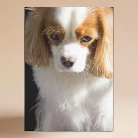 Carte Couverture pour amateur de Cavalier King Charles S