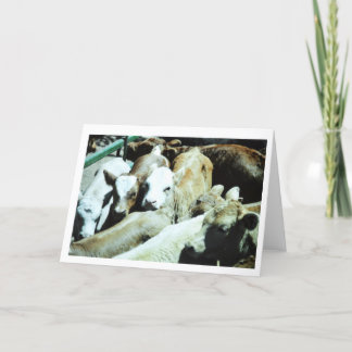 Carte Cow Babies Card