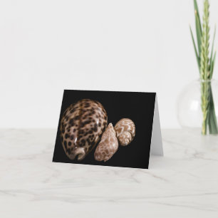 Carte Cowrie Cones
