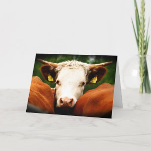 Carte Cows Head