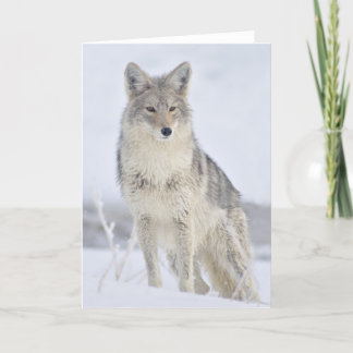 Carte Coyote - Photographie de la faune par Steven Holt