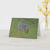 Carte Coyote (vue de côté) (Fleur jaune)