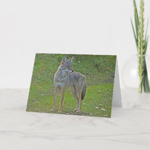 Carte Coyote (vue de côté)
