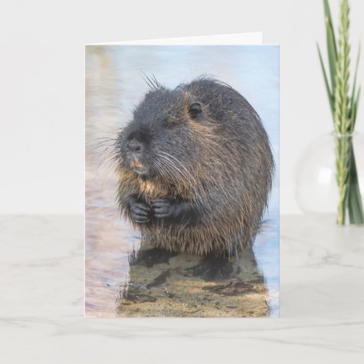 Carte Coypu Assis Dans L'Eau (Devant)