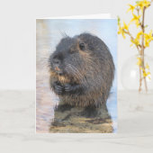 Carte Coypu Assis Dans L'Eau (Fleur jaune)