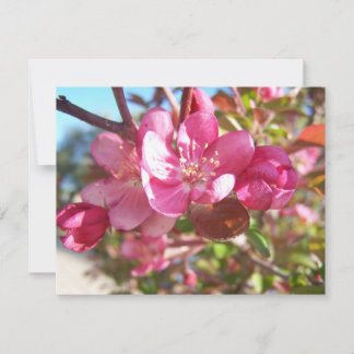 Carte Crabe pommier en fleurs