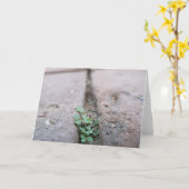 Carte Crack Ivy par Richard Dodd (Fleur jaune)