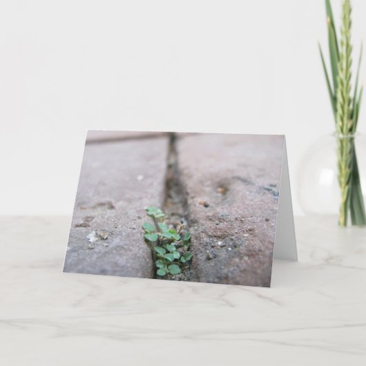 Carte Crack Ivy par Richard Dodd (Devant)