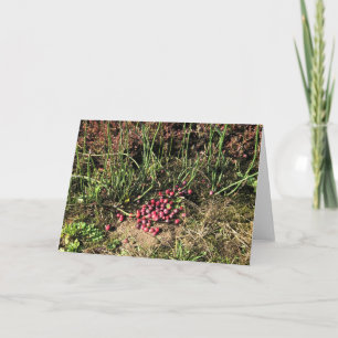 Carte Cranberry Farm, Long Beach, Washington