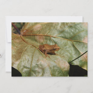 Carte Crapaud minuscule