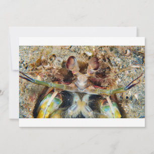 Carte Crevettes Mantis