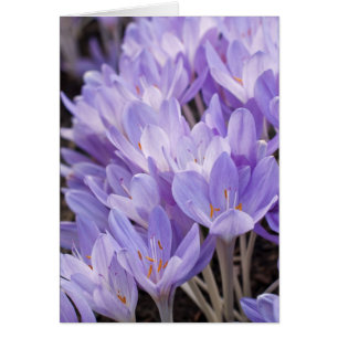 Carte Crocus
