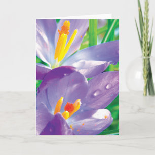 Carte Crocus Avec Poésie Fleur Colorée Dew