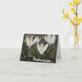 Carte Crocus blancs (Fleur jaune)