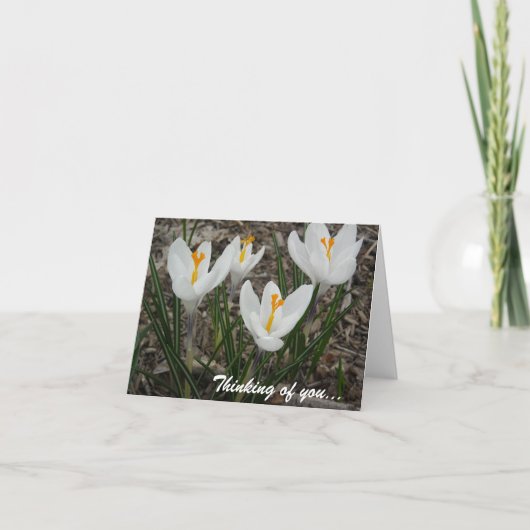 Carte Crocus blancs (Devant)
