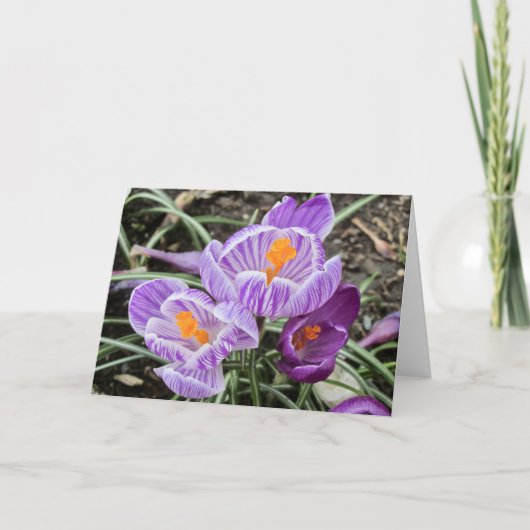 Carte Crocus De Printemps Violet. (Devant)