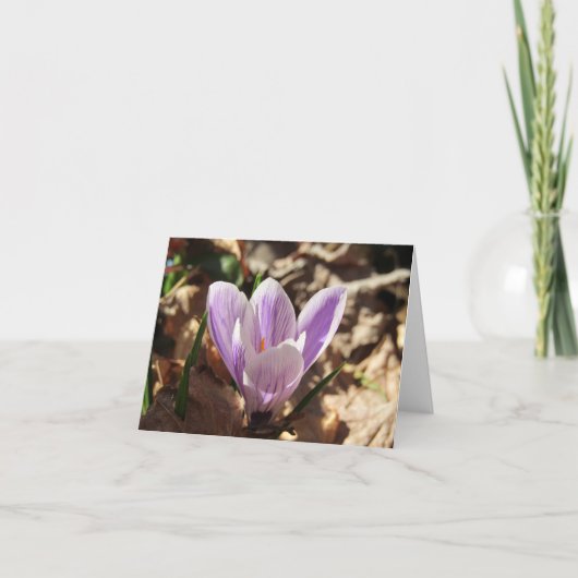 Carte Crocus Emerging (vide) (Devant)
