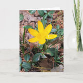 Carte Crocus jaune de printemps Pensant à vous (Devant)