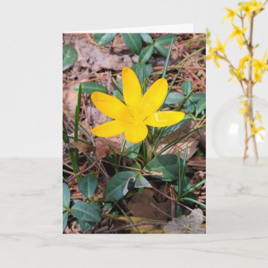 Carte Crocus jaune de printemps Pensant à vous (Fleur jaune)