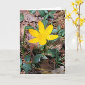 Carte Crocus jaune Printemps Pensant à vous (Fleur jaune)