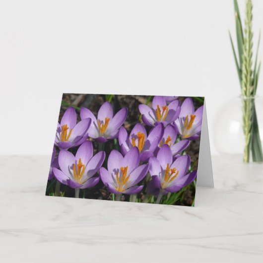 Carte Crocus violets ensoleillés (Devant)