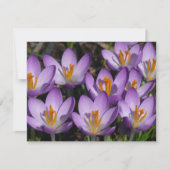 Carte Crocus violets ensoleillés (Devant)