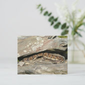 Carte Crotale dans le parc national de Shenandoah (Debout devant)