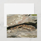 Carte Crotale dans le parc national de Shenandoah (Devant / Derrière)