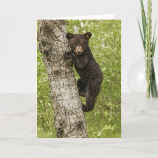 Carte Cube d'ours noir dans l'arbre (Devant)