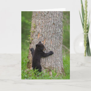 Carte Cube d'ours noir Great Smoky Mountains