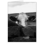 Carte curieuse de vache (Devant)