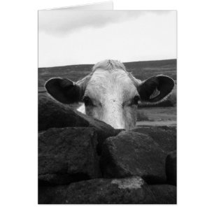 Carte curieuse de vache