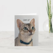 Carte Curieux Chat blanc (Devant)
