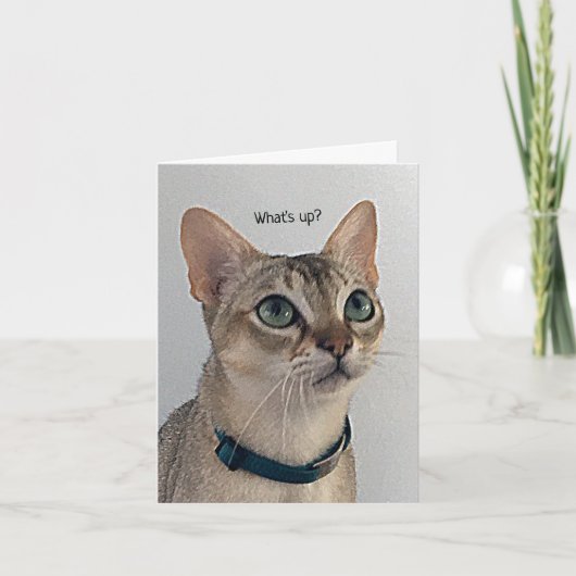 Carte Curieux Chat blanc (Devant)